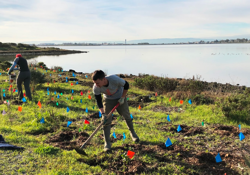 Man cleaning the bay with a cleaning tool during the save the bay event